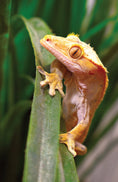 Load image into Gallery viewer, Crested Geckos