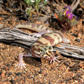 Load image into Gallery viewer, The Leopard Gecko Manual