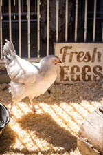 Hen and the Art of Chicken Maintenance