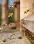 Load image into Gallery viewer, Honey Bee Hobbyist, 2nd Edition