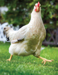 Load image into Gallery viewer, Click with Your Chick