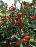 Load image into Gallery viewer, The Hot Book of Chilies, 3rd Edition
