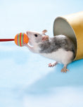 Load image into Gallery viewer, Clicker Training for Rabbits, Guinea Pigs, and Other Small Pets