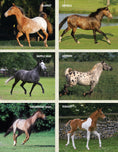 Load image into Gallery viewer, Original Horse Bible, 2nd Edition