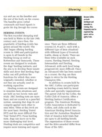 Collie (Comprehensive Owner's Guide)