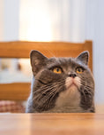 Load image into Gallery viewer, The Allergic Pet