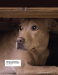 Load image into Gallery viewer, Positive Training for Aggressive and Reactive Dogs