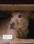 Load image into Gallery viewer, Positive Training for Aggressive and Reactive Dogs