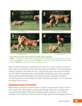 Load image into Gallery viewer, Rescued Dog Problem Solver