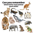 Load image into Gallery viewer, My First ABC Animal Book