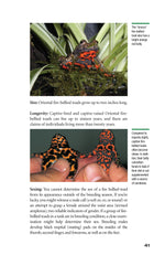 Popular Amphibians