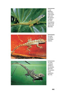 Load image into Gallery viewer, Green Anoles