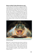 Load image into Gallery viewer, Red-Eared Sliders