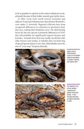 Load image into Gallery viewer, Corn Snakes