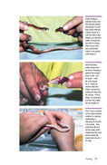 Load image into Gallery viewer, Corn Snakes