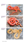Load image into Gallery viewer, Corn Snakes