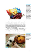 Load image into Gallery viewer, Land Hermit Crabs