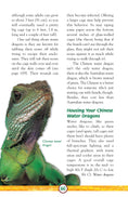 Load image into Gallery viewer, Lizards
