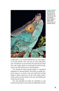 Load image into Gallery viewer, Chameleons