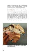 Load image into Gallery viewer, Blue-Tongued Skinks