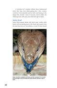 Load image into Gallery viewer, Blue-Tongued Skinks