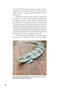 Load image into Gallery viewer, Blue-Tongued Skinks