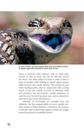 Load image into Gallery viewer, Blue-Tongued Skinks