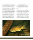 Load image into Gallery viewer, Kayak Bass Fishing
