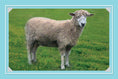 Load image into Gallery viewer, Know More Sheep