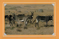 Load image into Gallery viewer, Know Your Donkeys