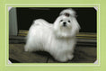 Load image into Gallery viewer, Know Your Dogs