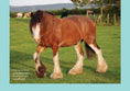 Load image into Gallery viewer, For Love of the Clydesdale Horse