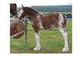 Load image into Gallery viewer, For Love of the Clydesdale Horse