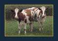 Load image into Gallery viewer, Know Your Cows