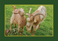 Load image into Gallery viewer, Know Your Goats