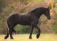 Load image into Gallery viewer, Know Your Horses
