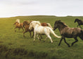 Load image into Gallery viewer, Know Your Horses