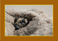 Load image into Gallery viewer, Know Your Pollinators