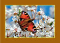 Load image into Gallery viewer, Know Your Pollinators