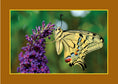 Load image into Gallery viewer, Know Your Pollinators