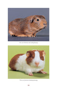Load image into Gallery viewer, Guinea Pigs