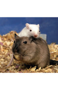 Load image into Gallery viewer, Gerbils