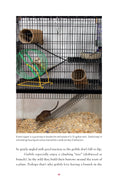 Load image into Gallery viewer, Gerbils