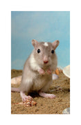 Load image into Gallery viewer, Gerbils