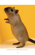 Load image into Gallery viewer, Gerbils