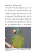 Load image into Gallery viewer, Conures