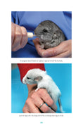 Load image into Gallery viewer, Chinchillas