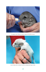 Chinchillas