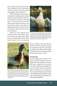 Load image into Gallery viewer, Ducks