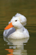 Load image into Gallery viewer, Ducks